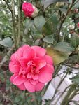 茶花