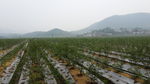 森蓝科技蓝莓基地
