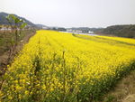 油菜花