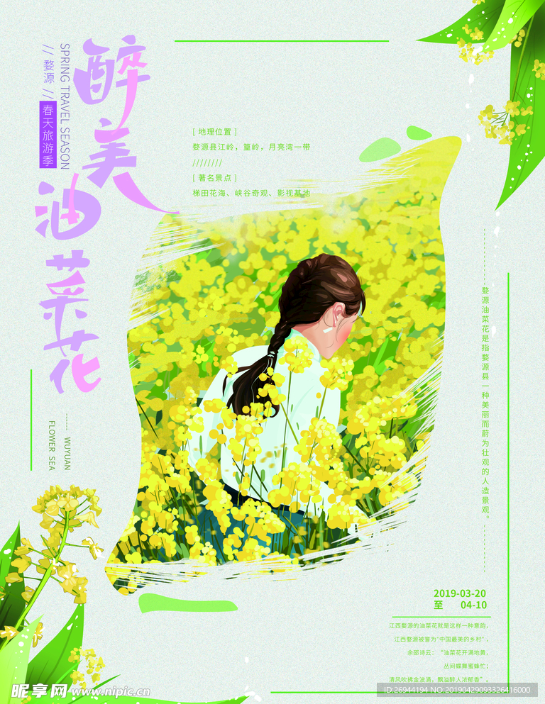 油菜花