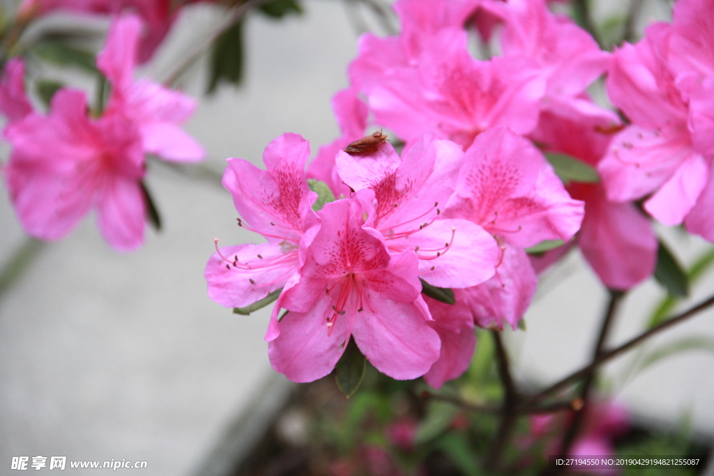 杜鹃花