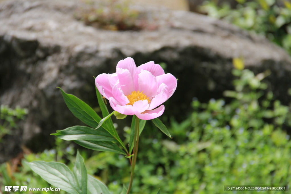 花卉