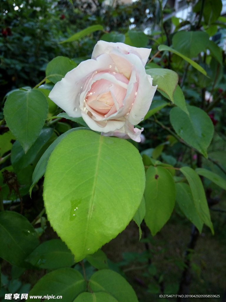 玫瑰