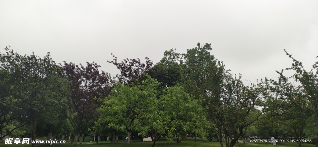 风景 风景图 树  天空 天空