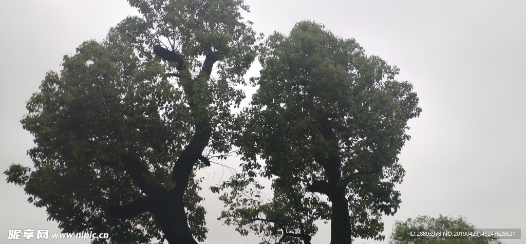 风景 风景图 树  天空 天空