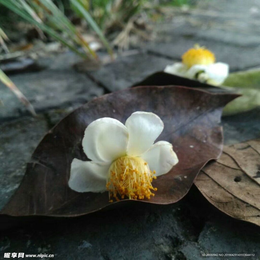 花