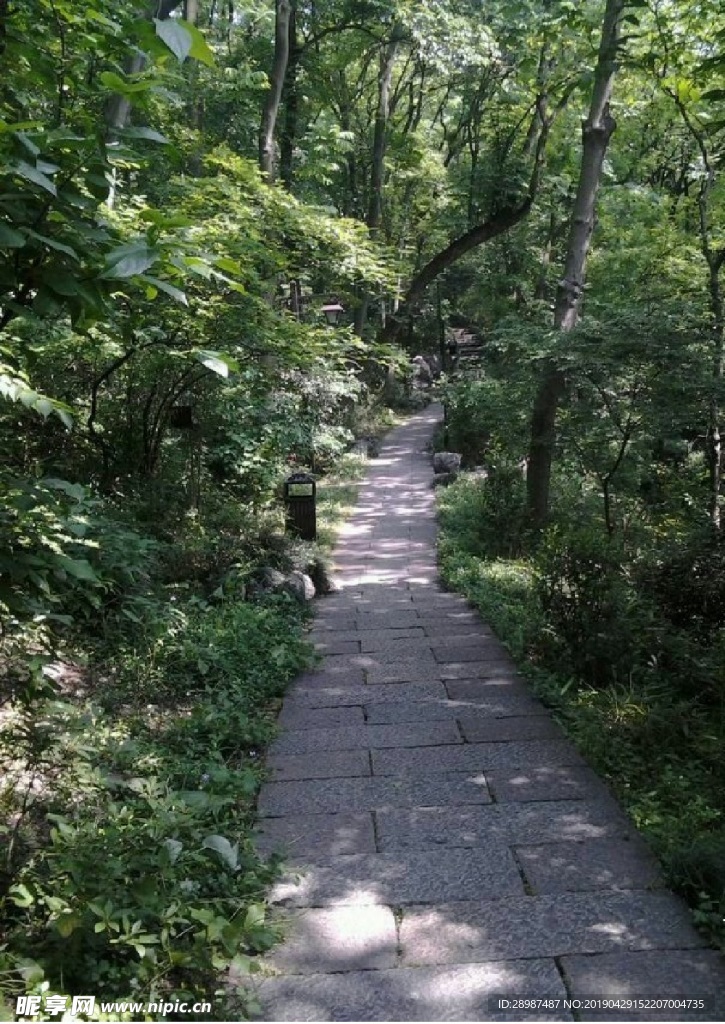 林荫小路