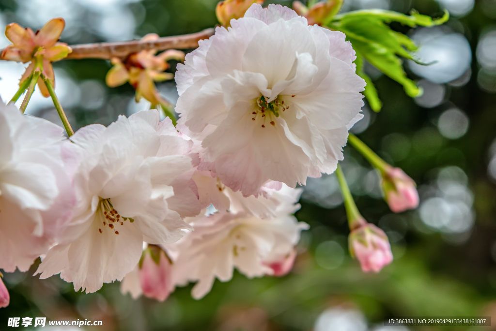 樱花