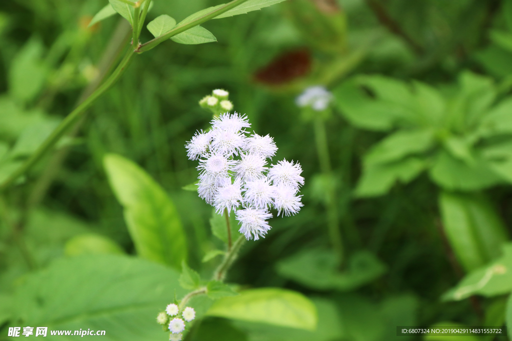 小白花