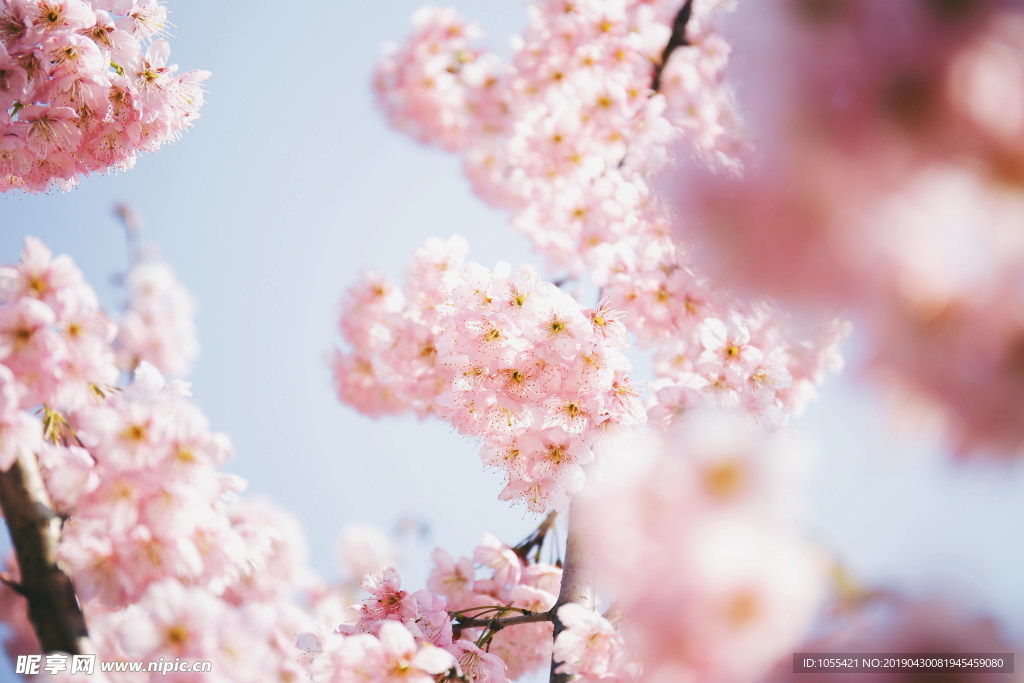重瓣粉色樱花