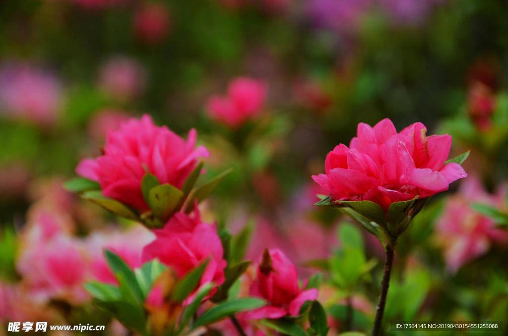 微距  茶花  索玛花 无名花