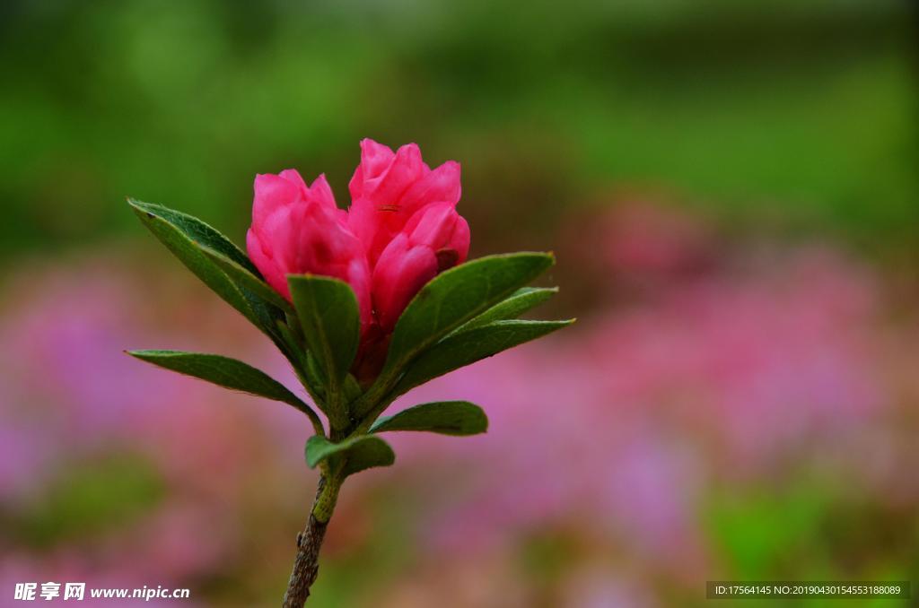 茶花  索玛花 无名花