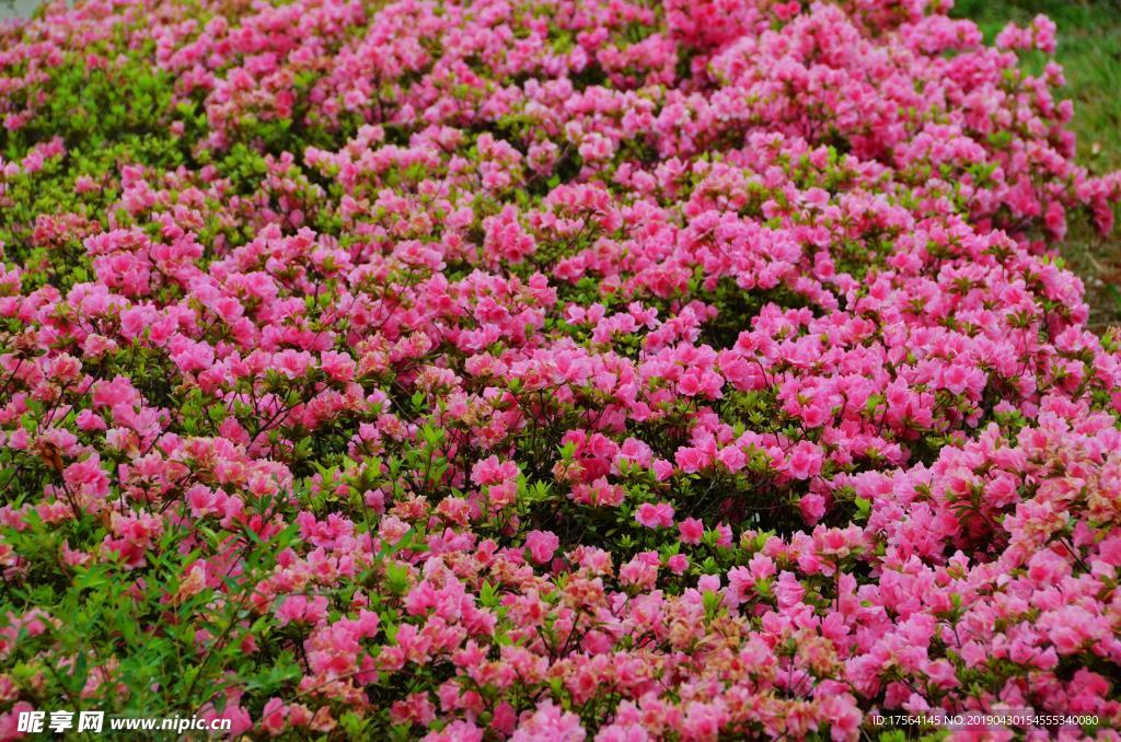 花 花海  微距