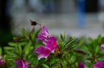 花  微距  茶花  索玛花