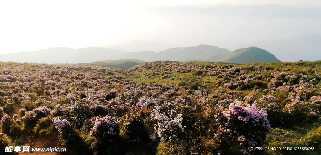 索玛花 凉山 越西 长海