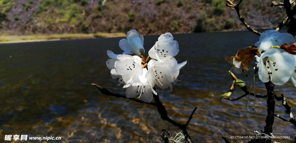 索玛花 凉山 越西 长海