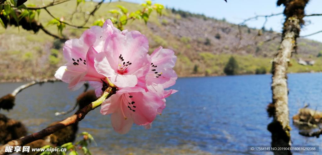 索玛花