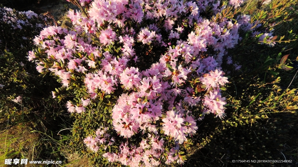 索玛花 凉山 越西 长海