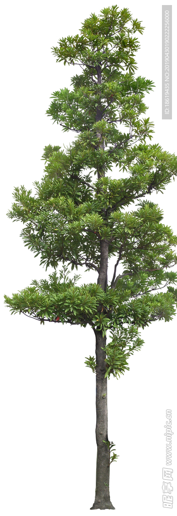 杜英（高清PSD）