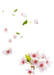 花瓣