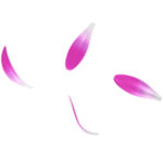 花瓣