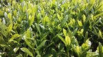茶叶特写