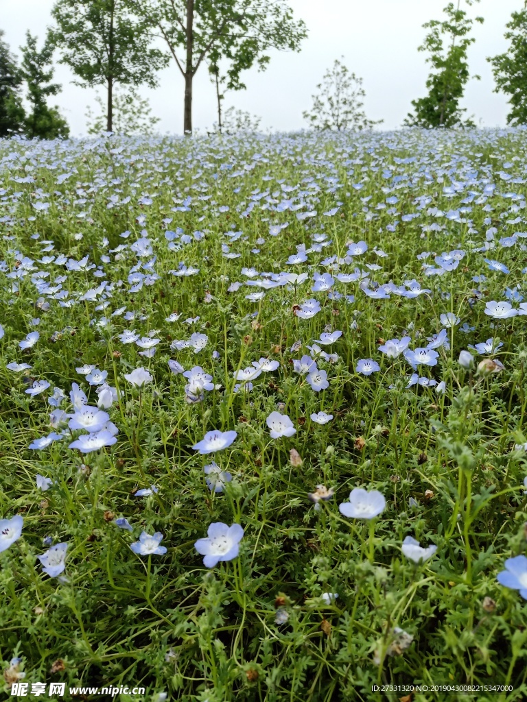 花海