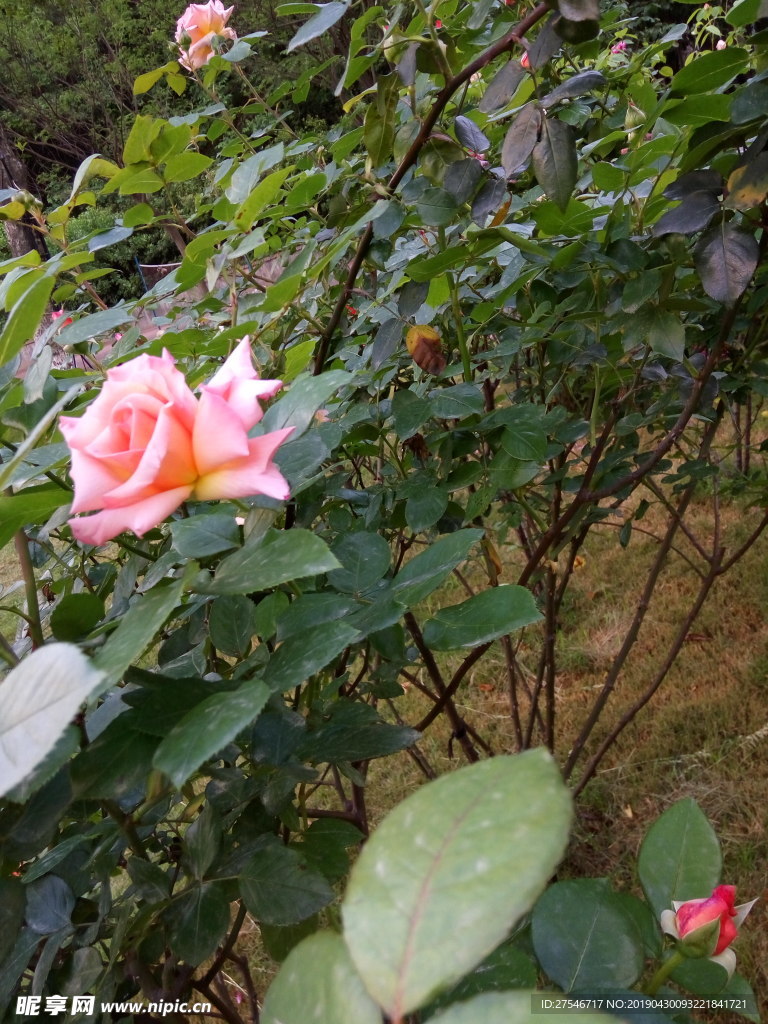 玫瑰