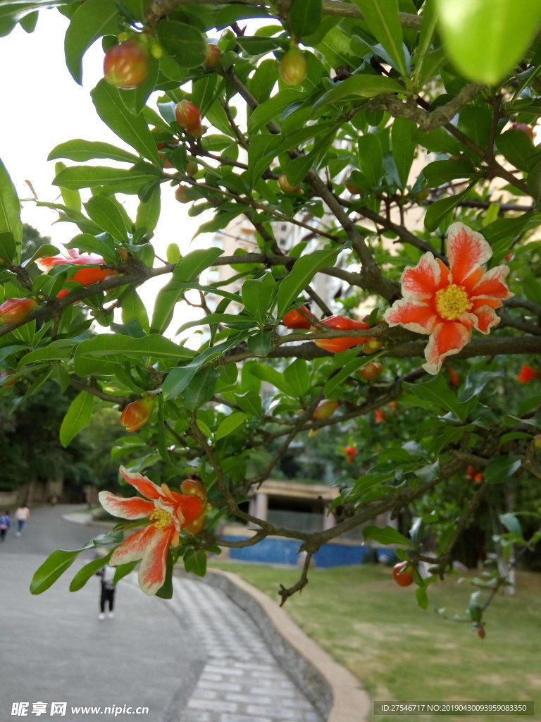 石榴花