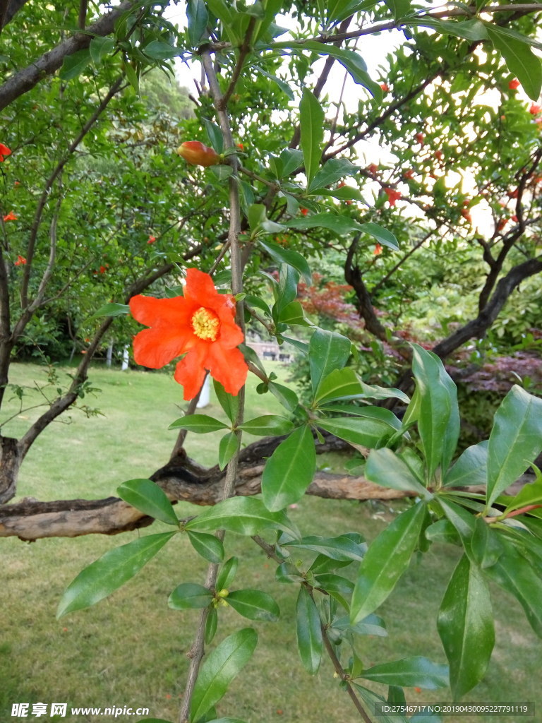 石榴花