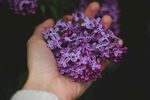 丁香花