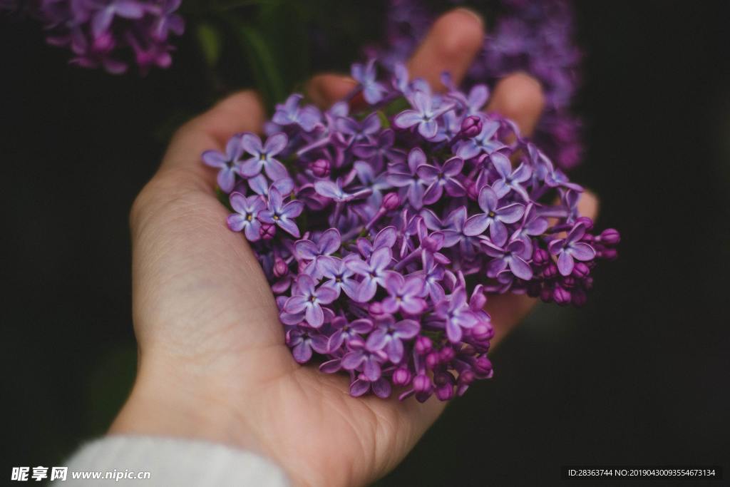 丁香花