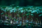 绿色植物