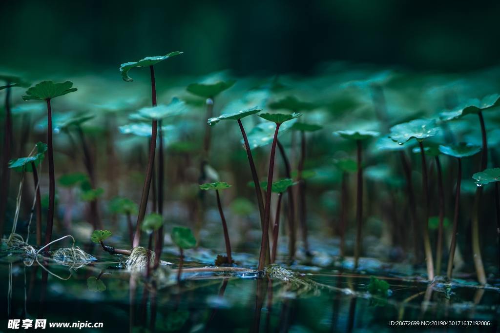绿色植物