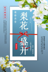 梨花盛开