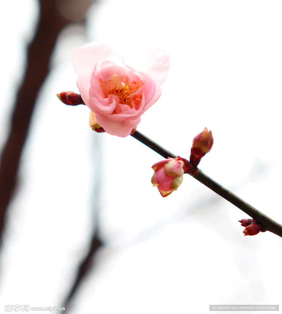 梅花