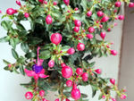 灯笼花