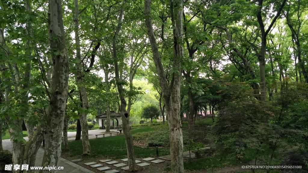 树林