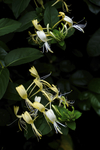 金银花