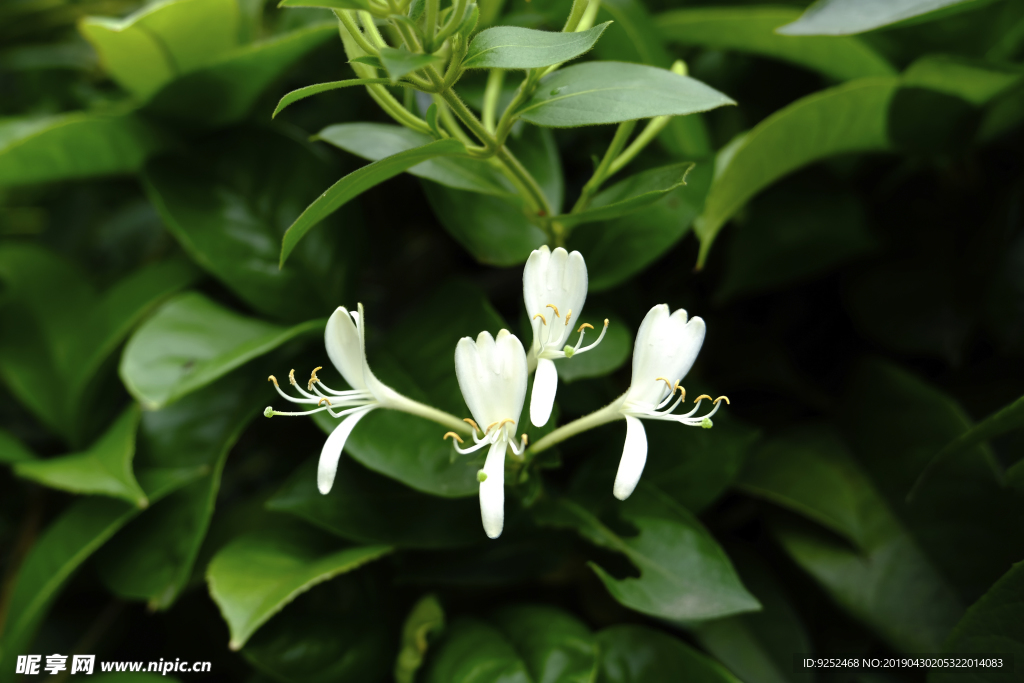 金银花