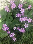 红花醡浆草