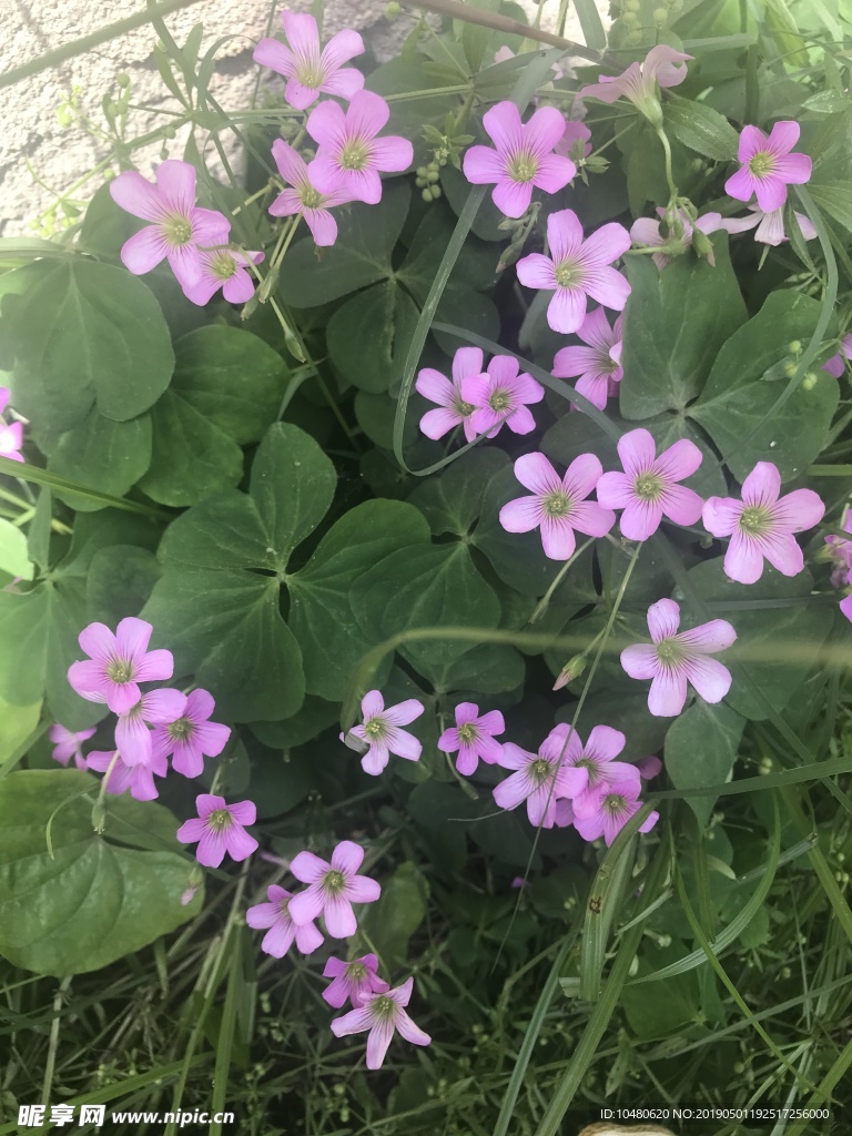 红花醡浆草