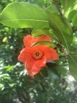 石榴花