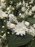 溲疏