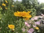 金鸡菊