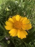 金鸡菊