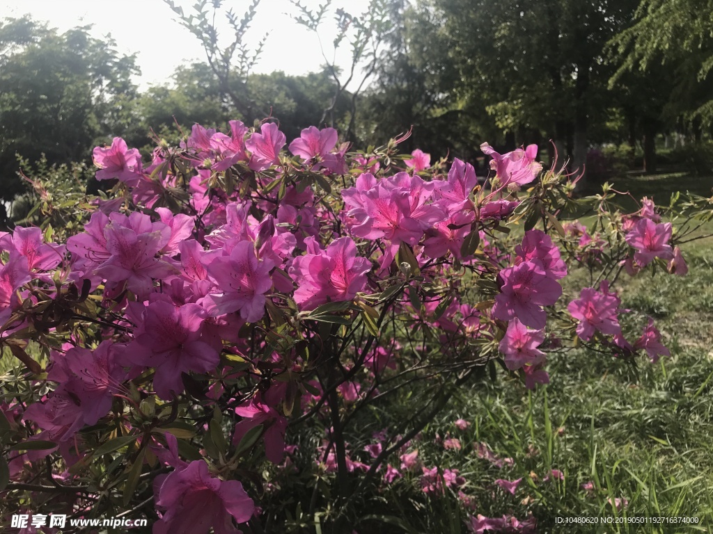 杜鹃花