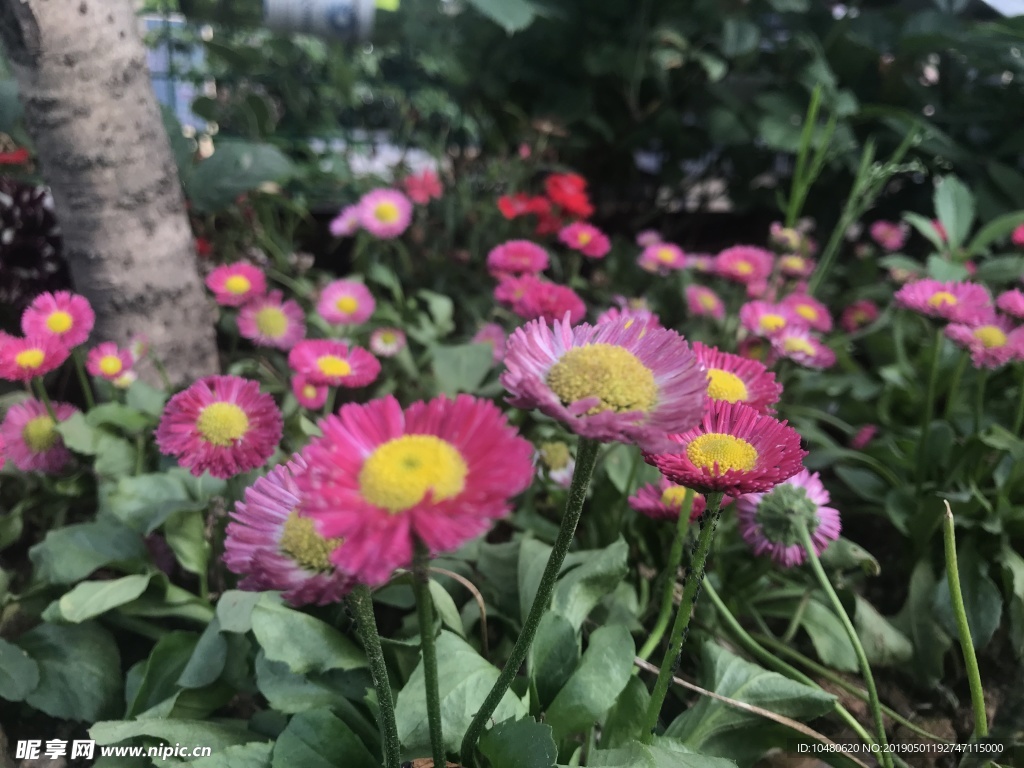 雏菊