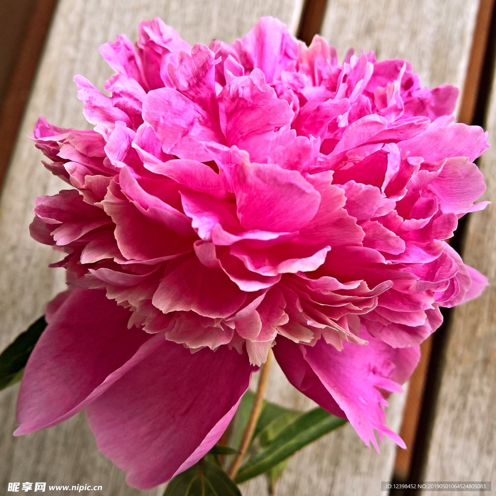 牡丹花