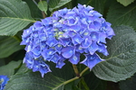 绣球花